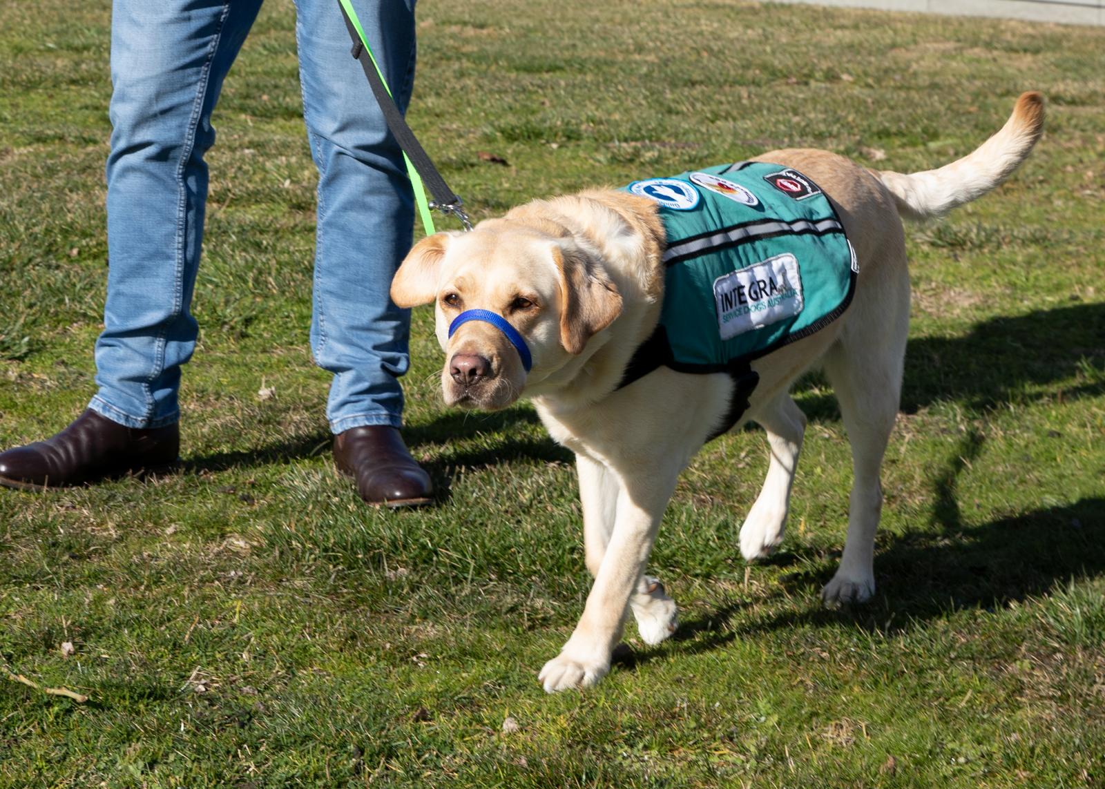 Psychiatric Assistance Dog Program