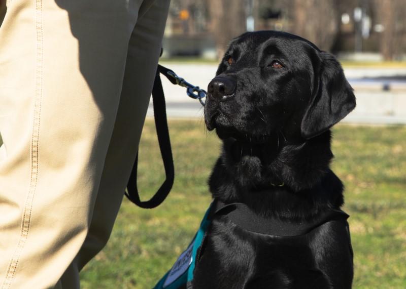 Psychiatric Assistance Dog Program 6